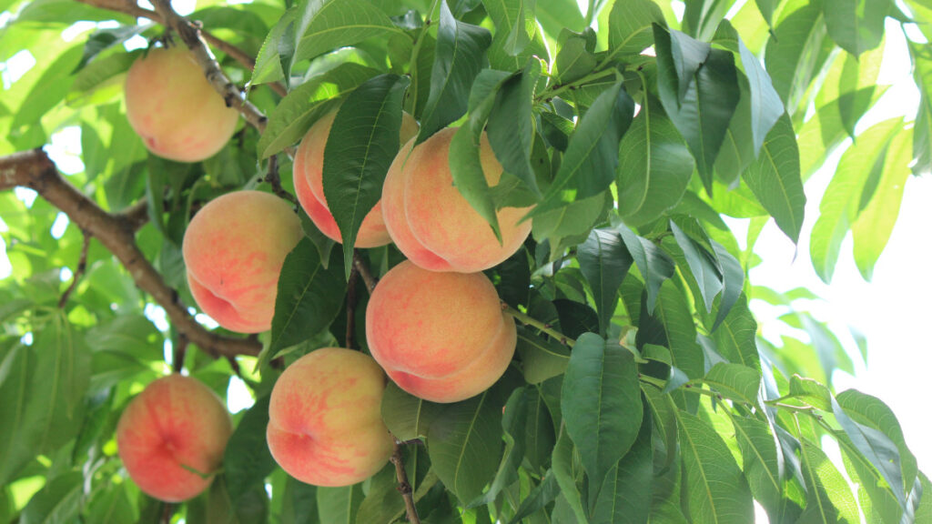 桃の産地や品種紹介