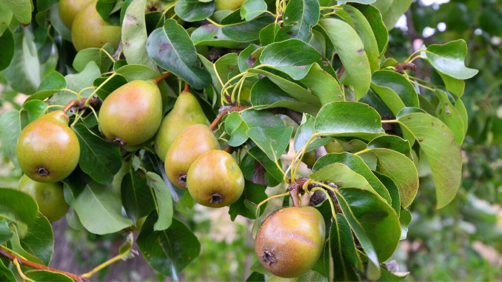 主要産地の特徴と洋梨の品種について