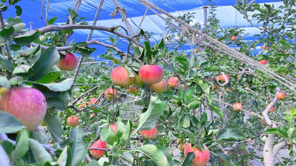 高橋果樹園のおすすめポイント