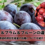 スモモ＆プラム＆プルーンの違い