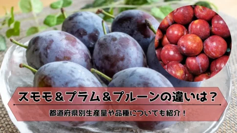 スモモ＆プラム＆プルーンの違い