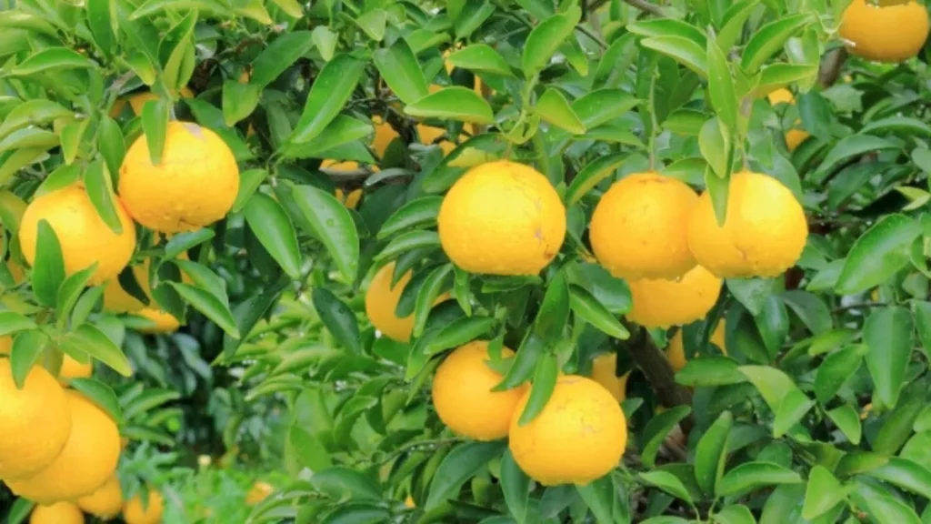 日向夏の都道府県別生産量ランキング