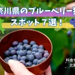 神奈川県のブルーベリー狩りスポット７選
