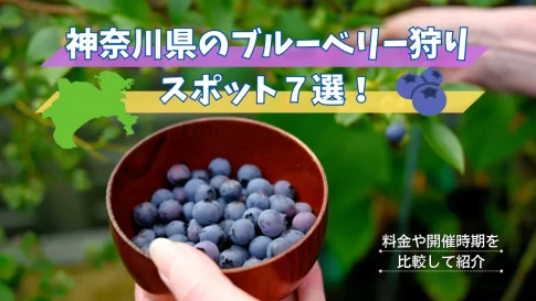 神奈川県のブルーベリー狩りスポット７選