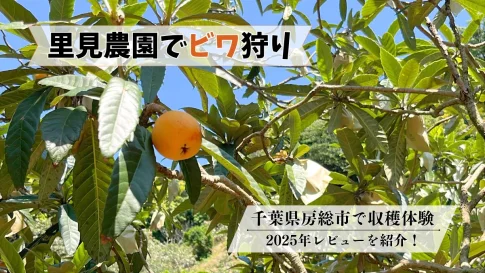 里見農園でビワ狩り
