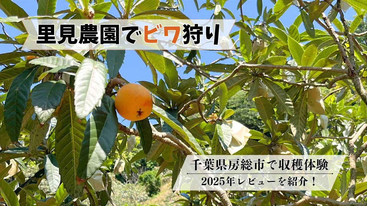 里見農園でビワ狩り