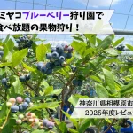 相模原ミヤコブルーベリー狩り園の来園レビュー