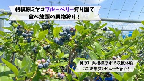 相模原ミヤコブルーベリー狩り園の来園レビュー