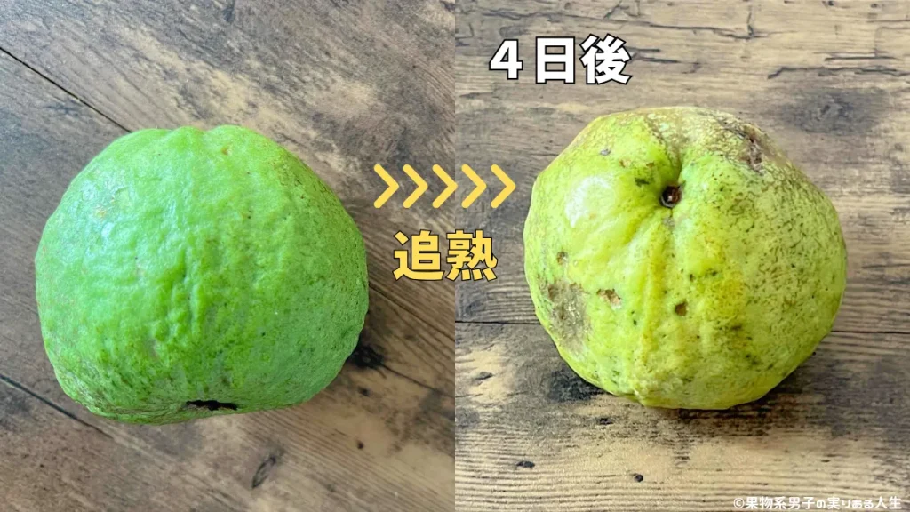グァバの食べ頃