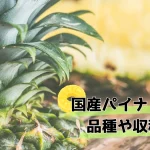 国産パイナップルの品種や収穫量