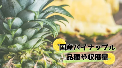 国産パイナップルの品種や収穫量