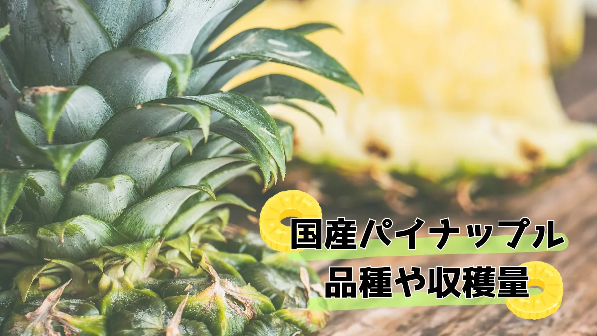 国産パイナップルの品種や収穫量