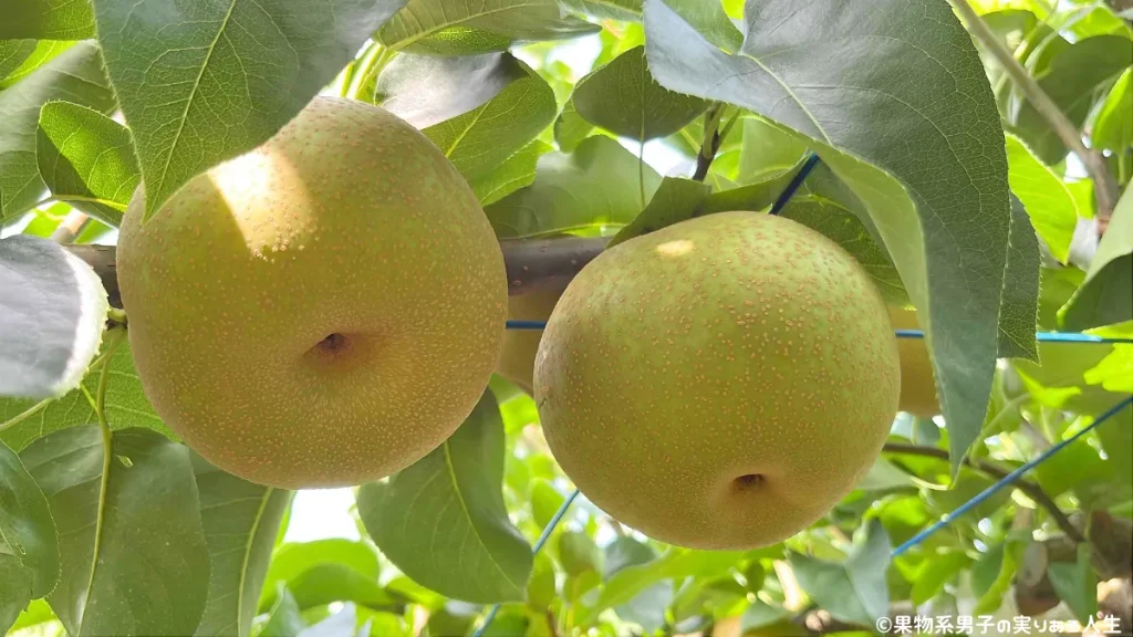 芝口果樹園のおすすめポイント
