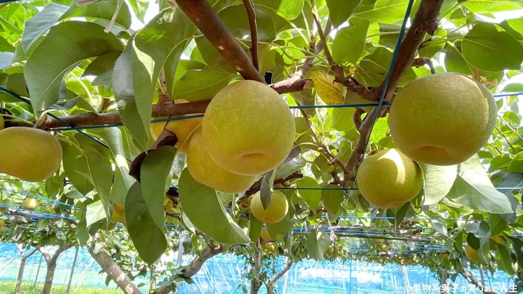 芝口果樹園の梨狩りの注意点