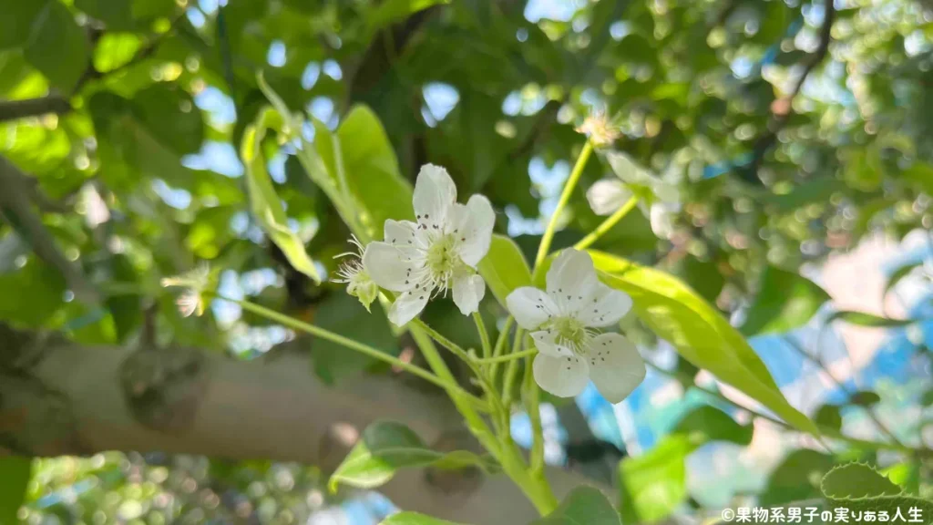 芝口果樹園で梨狩りはいかが？