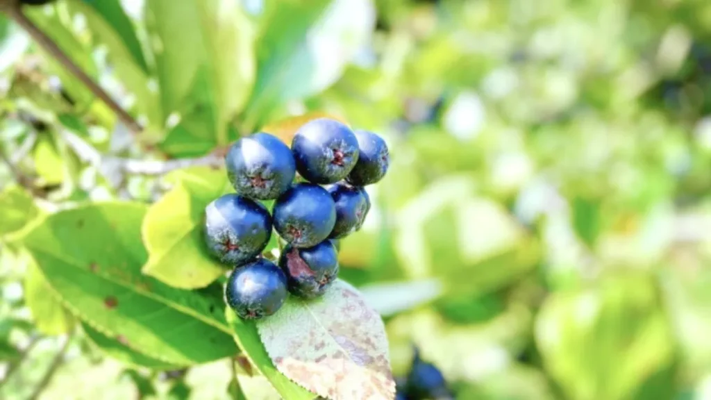 北海道特有の珍しい果物とは?