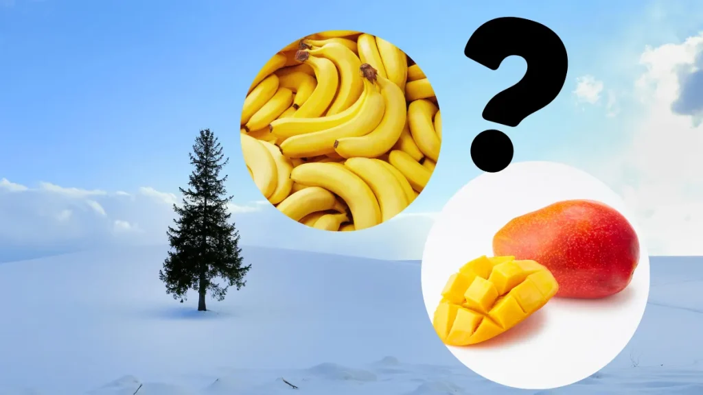 北海道で南国フルーツ??