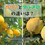 カリンとマルメロの違いは？都道府県別生産量ランキングも合わせて紹介！