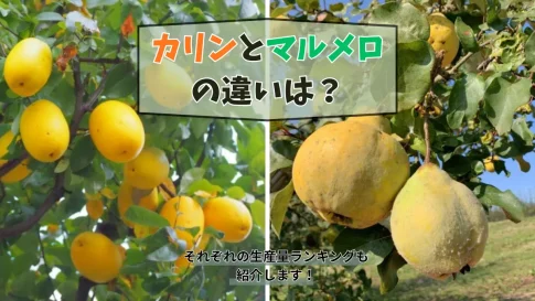 カリンとマルメロの違いは?都道府県別生産量ランキングも合わせて紹介!