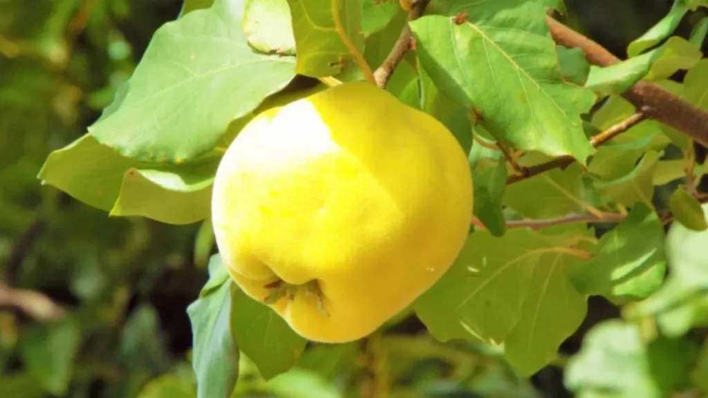 マルメロの都道府県別生産量ランキング