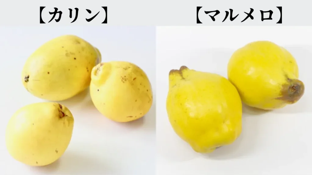 カリンとマルメロの違いは?